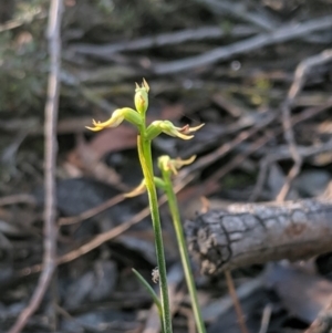 Corunastylis cornuta at Jerrabomberra, NSW - suppressed