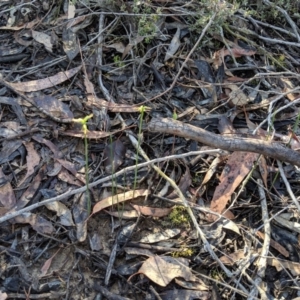 Corunastylis cornuta at Jerrabomberra, NSW - 4 May 2019