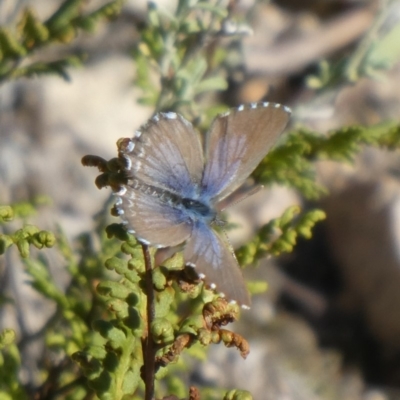 Theclinesthes serpentata (Saltbush Blue) at Theodore, ACT - 4 May 2019 by Owen