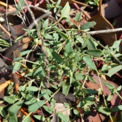 Einadia nutans (Climbing Saltbush) at Theodore, ACT - 4 May 2019 by owenh