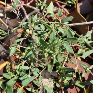 Einadia nutans at Theodore, ACT - 4 May 2019 12:22 PM