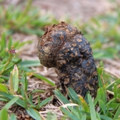 Pisolithus marmoratus (Horse Dung Fungus) at Shoalhaven Heads, NSW - 1 May 2019 by Nurjahan