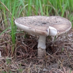 Amanita sp. (Amanita sp.) at Shoalhaven Heads, NSW - 2 May 2019 by Nurjahan