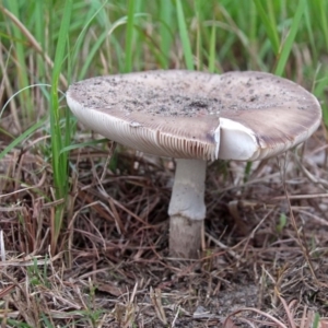 Amanita sp. at Shoalhaven Heads, NSW - 3 May 2019 08:38 AM