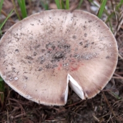 Amanita sp. at Shoalhaven Heads, NSW - 3 May 2019