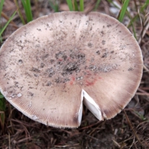 Amanita sp. at Shoalhaven Heads, NSW - 3 May 2019 08:38 AM