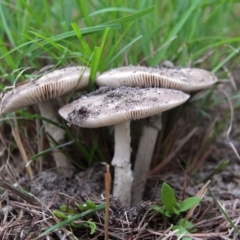 Amanita sp. at Shoalhaven Heads, NSW - 3 May 2019