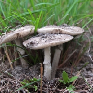 Amanita sp. at Shoalhaven Heads, NSW - 3 May 2019 08:38 AM