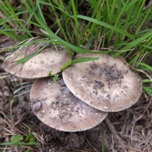 Amanita sp. at Shoalhaven Heads, NSW - 3 May 2019 08:38 AM