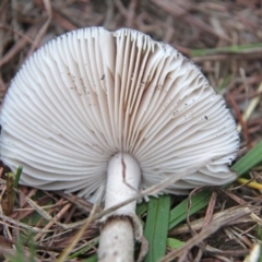 Amanita sp. at Shoalhaven Heads, NSW - 3 May 2019