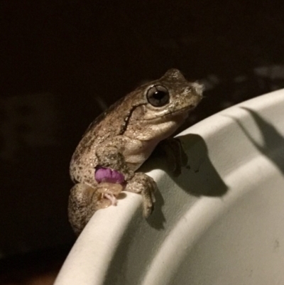 Litoria peronii (Peron's Tree Frog, Emerald Spotted Tree Frog) at Campbell, ACT - 3 May 2019 by La