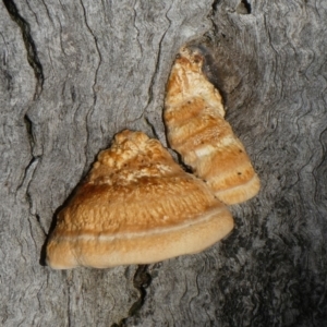 Perenniporia ochroleuca at Theodore, ACT - 4 May 2019