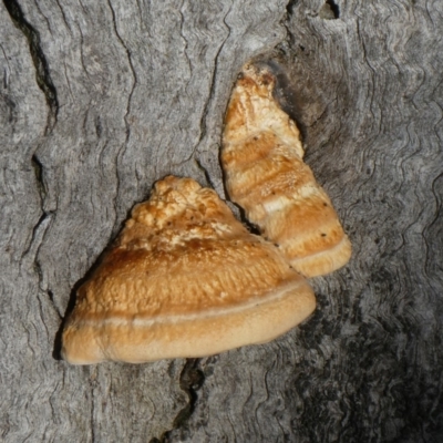 Perenniporia ochroleuca at Theodore, ACT - 4 May 2019 by Owen