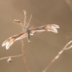 Wheeleria spilodactylus (Horehound plume moth) at Chapman, ACT - 21 Apr 2019 by SWishart