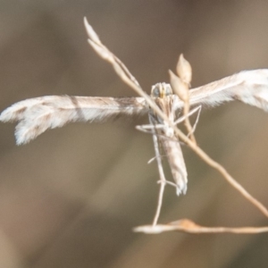 Wheeleria spilodactylus at Chapman, ACT - 21 Apr 2019 02:38 PM