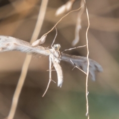 Wheeleria spilodactylus at Chapman, ACT - 21 Apr 2019 02:38 PM