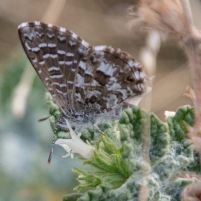 Theclinesthes serpentata (Saltbush Blue) at Cooleman Ridge - 21 Apr 2019 by SWishart