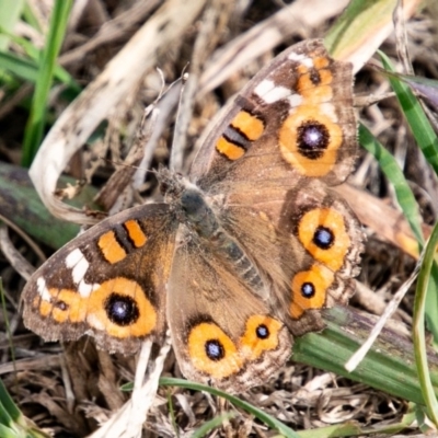 Junonia villida (Meadow Argus) at Cooleman Ridge - 21 Apr 2019 by SWishart