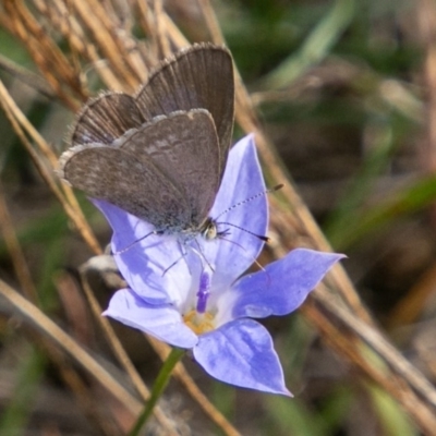 Zizina otis (Common Grass-Blue) at Cooleman Ridge - 21 Apr 2019 by SWishart
