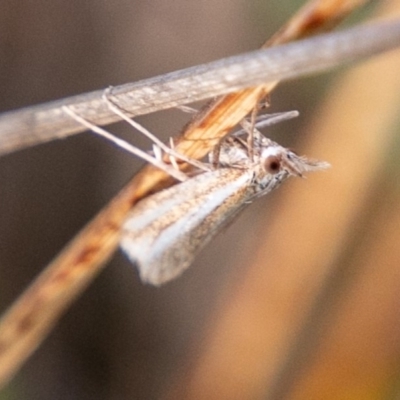 Hednota species near grammellus (Pyralid or snout moth) at Chapman, ACT - 21 Apr 2019 by SWishart