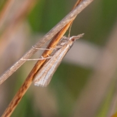 Hednota species near grammellus at Chapman, ACT - 21 Apr 2019 03:27 PM