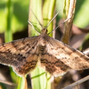 Scopula rubraria at Paddys River, ACT - 20 Apr 2019