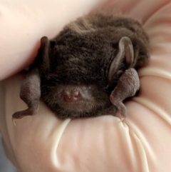 Miniopterus orianae oceanensis (Eastern Bent-wing, Large Bent-wing Bat) at City Renewal Authority Area - 5 Apr 2019 by Caroline.Hennessy