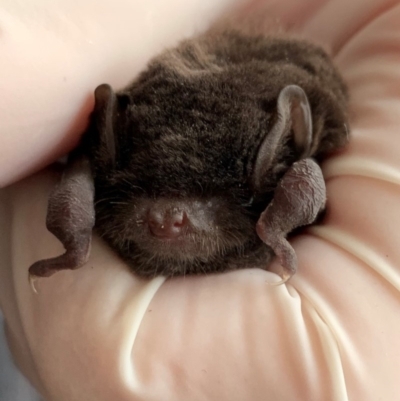 Miniopterus orianae oceanensis (Eastern Bent-wing, Large Bent-wing Bat) at Lyneham, ACT - 5 Apr 2019 by Caroline.Hennessy
