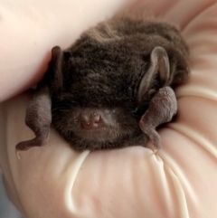 Miniopterus orianae oceanensis (Eastern Bent-wing, Large Bent-wing Bat) at Lyneham, ACT - 5 Apr 2019 by Caroline.Hennessy