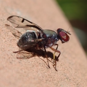 Pogonortalis doclea at Spence, ACT - 4 May 2019 11:23 AM