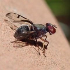 Pogonortalis doclea (Boatman fly) at Spence, ACT - 4 May 2019 by Laserchemisty
