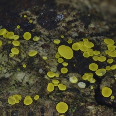 Bisporella citrina (Yellow Fairy Cups or Lemon Discos) at Bodalla State Forest - 4 May 2019 by JohnC