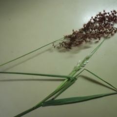 Melinis repens (Red Natal Grass) at Campbell, ACT - 4 May 2019 by SilkeSma