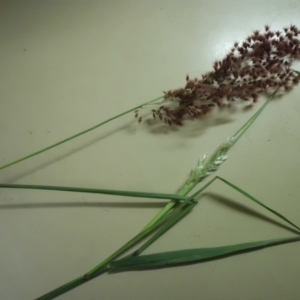 Melinis repens at Campbell, ACT - 4 May 2019 07:27 PM