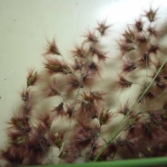 Melinis repens at Campbell, ACT - 4 May 2019