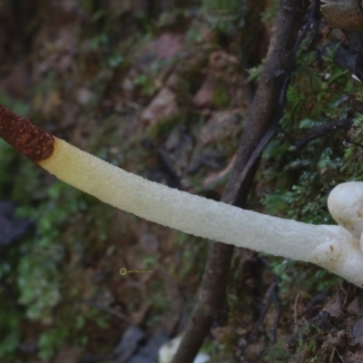 Mutinus boninensis (Mutinus boninensis) at Box Cutting Rainforest Walk - 4 May 2019 by JohnC2