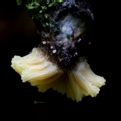 Myxomycete-plasmodium(class) (A slime mould) at Box Cutting Rainforest Walk - 4 May 2019 by vdh00