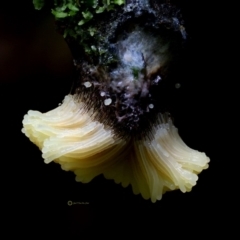 Myxomycete - plasmodium (A slime mould) at - 4 May 2019 by vdh00