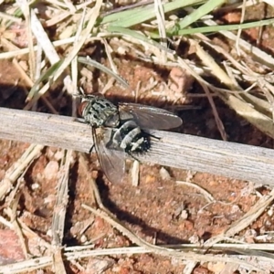 Tachinidae (family) at Chisholm, ACT - 4 May 2019 02:22 PM