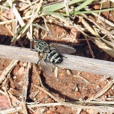 Tachinidae (family) (Unidentified Bristle fly) at Chisholm, ACT - 4 May 2019 by RodDeb