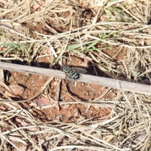 Tachinidae (family) at Chisholm, ACT - 4 May 2019