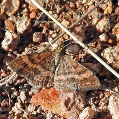 Scopula rubraria (Reddish Wave, Plantain Moth) at Chisholm, ACT - 4 May 2019 by RodDeb