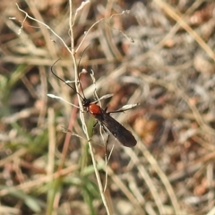 Braconidae (family) (Unidentified braconid wasp) at Chisholm, ACT - 4 May 2019 by RodDeb