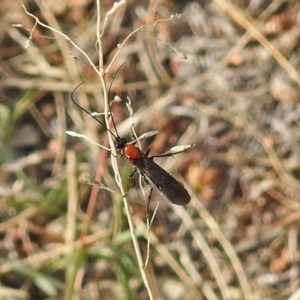 Braconidae (family) at Chisholm, ACT - 4 May 2019 02:17 PM