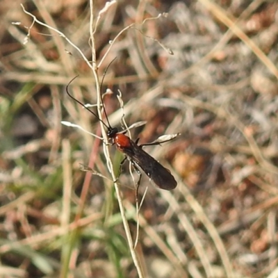 Braconidae (family) (Unidentified braconid wasp) at Chisholm, ACT - 4 May 2019 by RodDeb