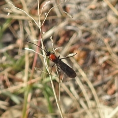 Braconidae (family) at Chisholm, ACT - 4 May 2019 02:17 PM