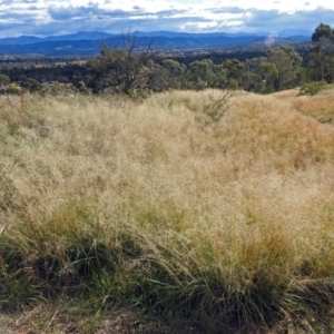 Eragrostis curvula at Chisholm, ACT - 4 May 2019 02:29 PM