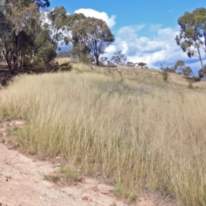 Eragrostis curvula at Chisholm, ACT - 4 May 2019 02:29 PM