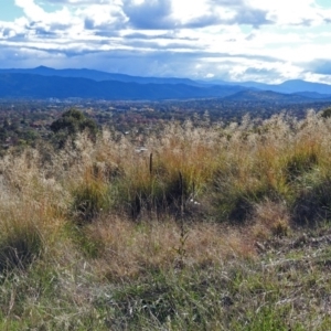 Eragrostis curvula at Chisholm, ACT - 4 May 2019