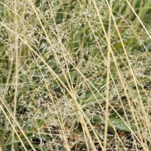 Eragrostis curvula at Chisholm, ACT - 4 May 2019